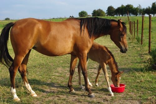 Pension pour cheval - près de Jurbise